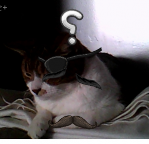 elements of google pt 5 - hangouts effects cat test